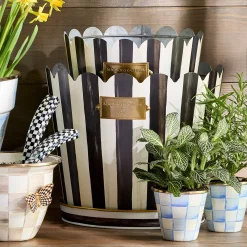 Courtly Stripe Pots & Saucers, Set of 3