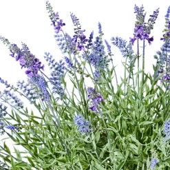Lavender Urn Filler