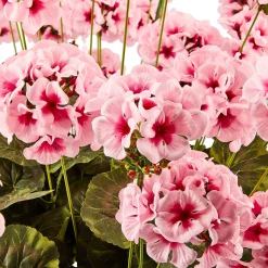 Pink Geranium Urn Filler