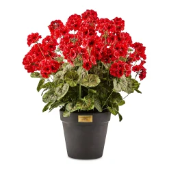 Red Geranium Urn Filler