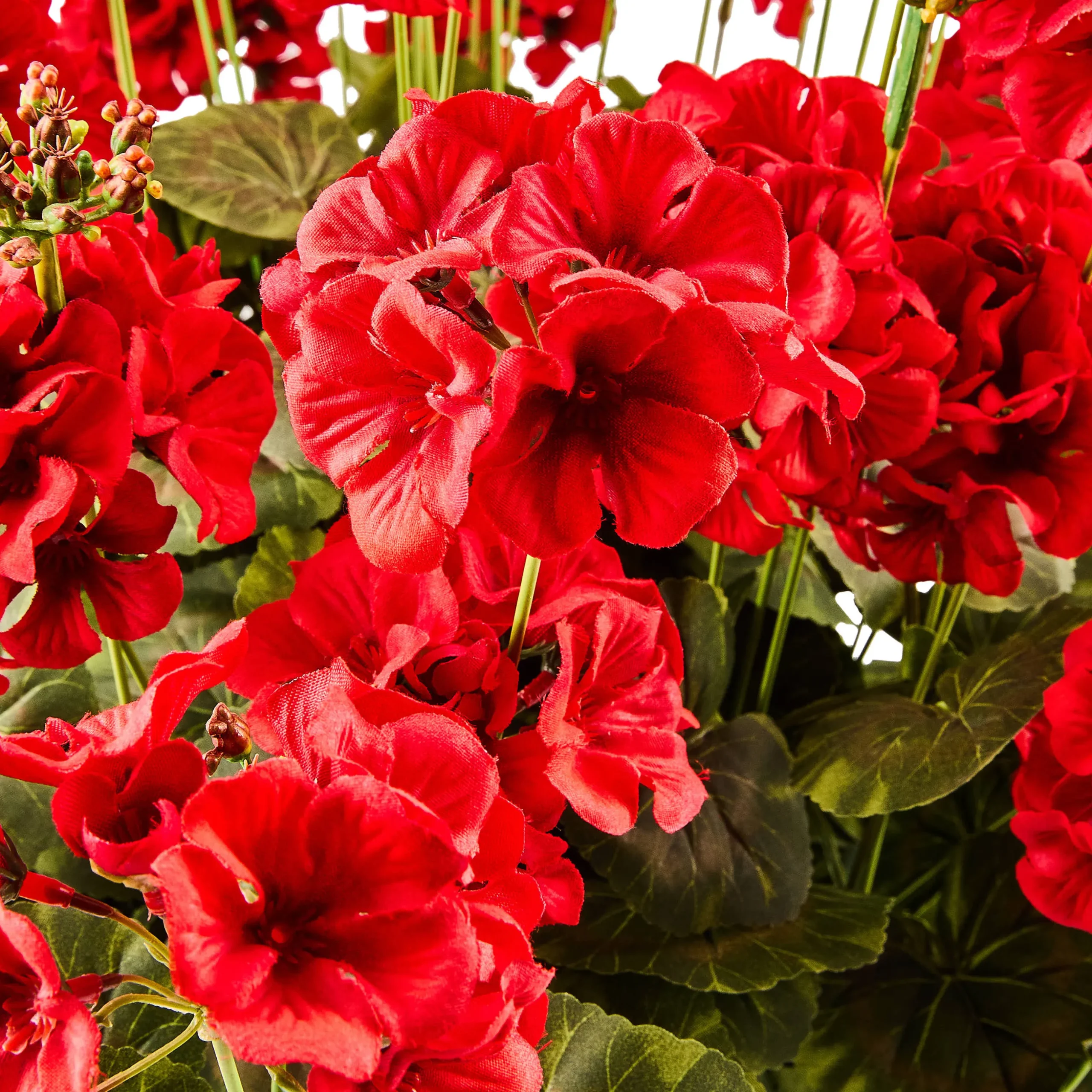 Red Geranium Urn Filler